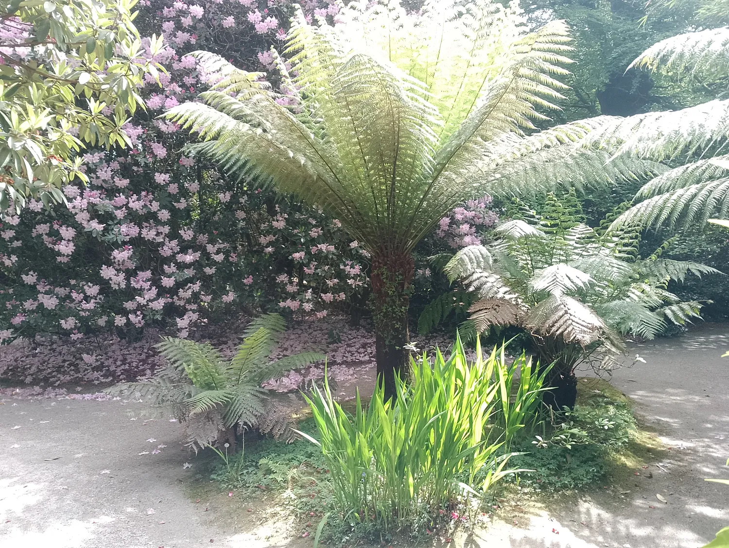 Flower-lined path by greenhouse