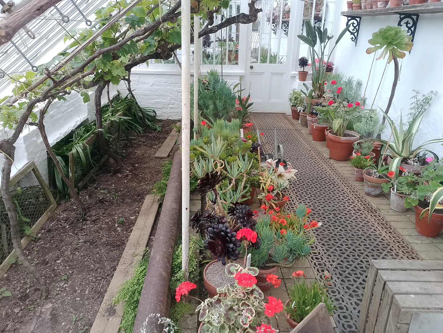 Floral border