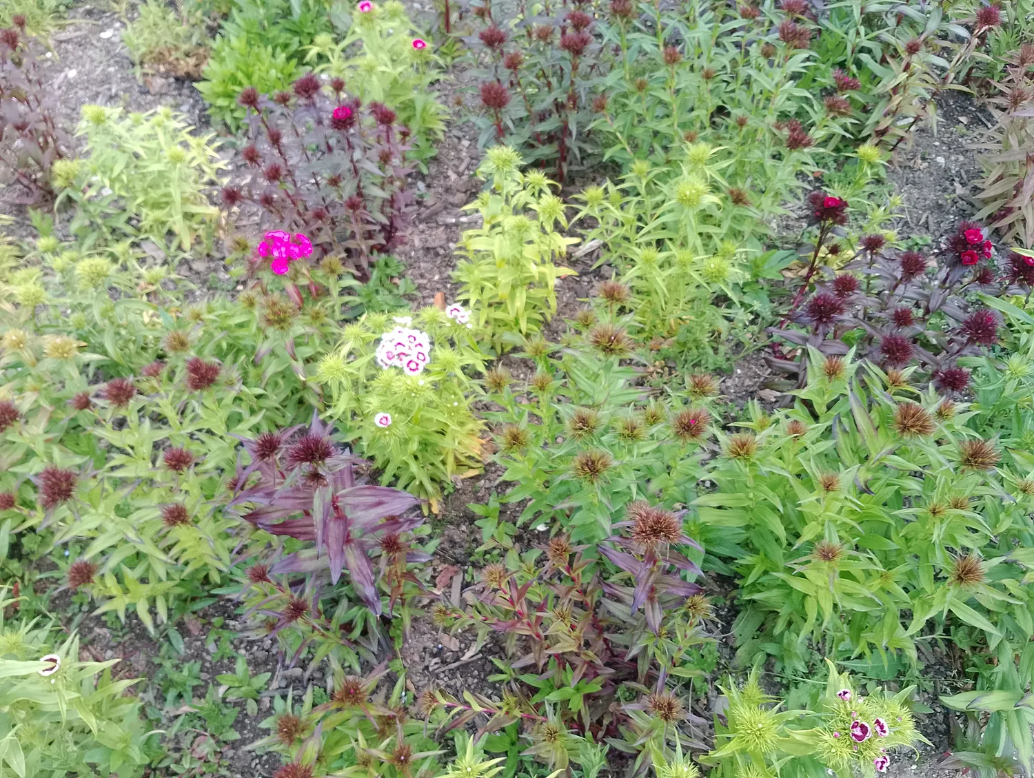Flower garden detail