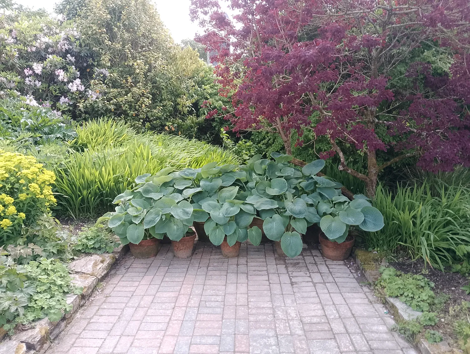 Hedge-lined walkway