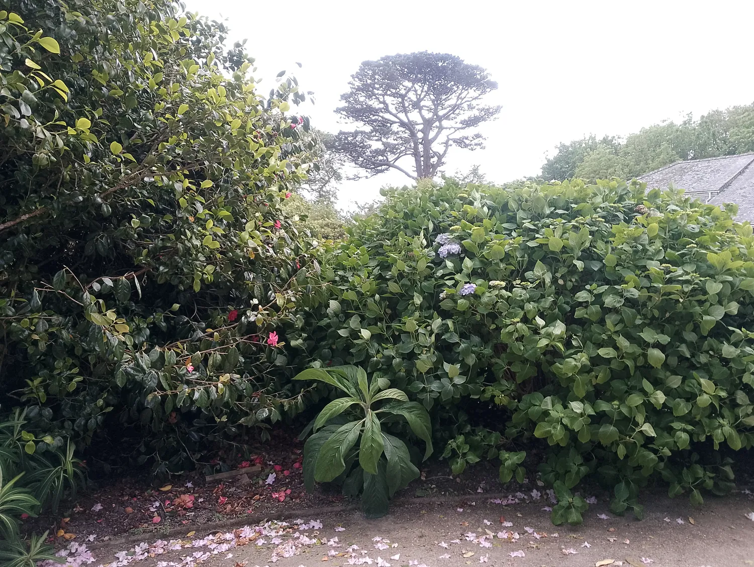 Bird sanctuary path