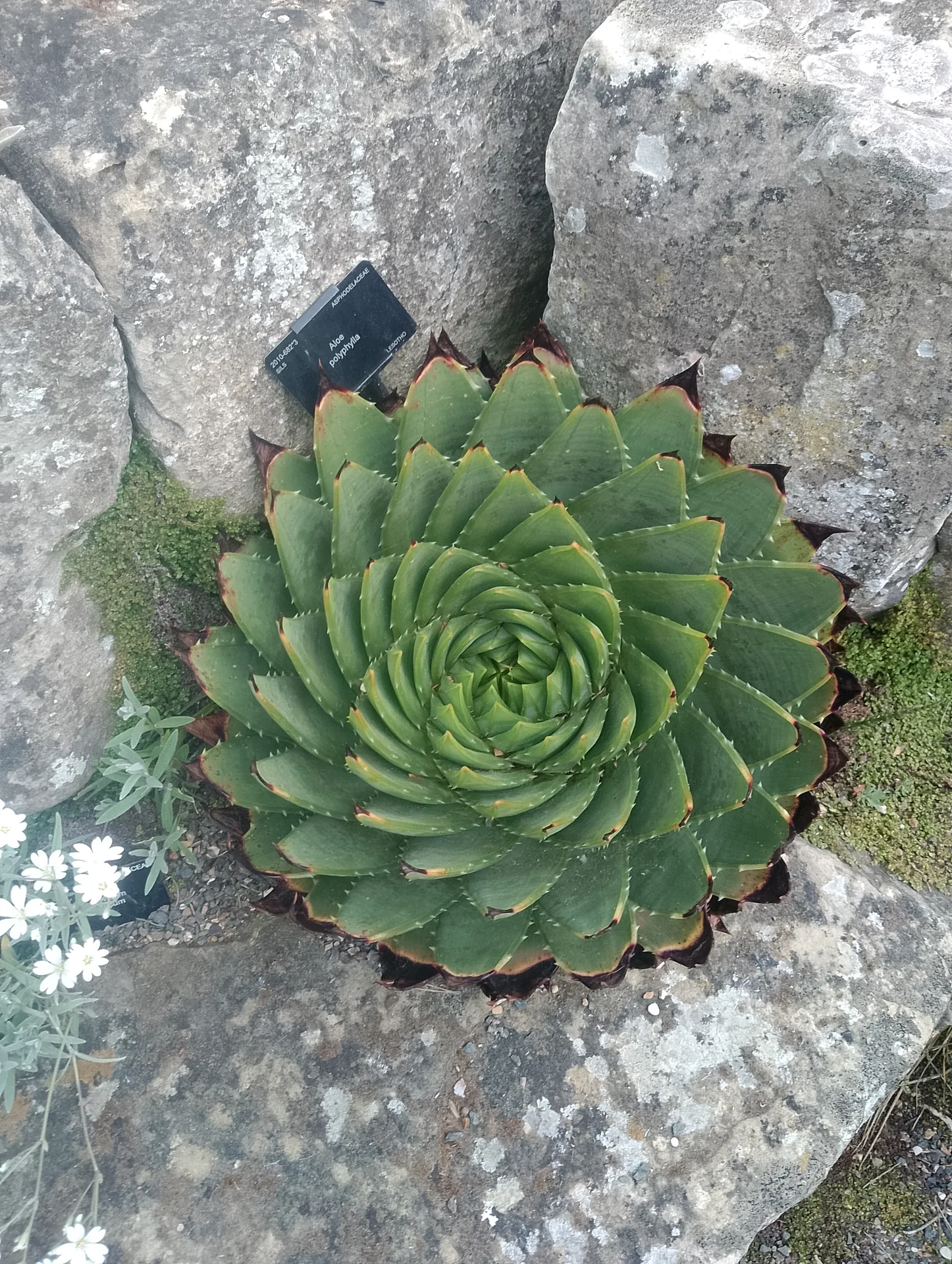 Davies Alpine House