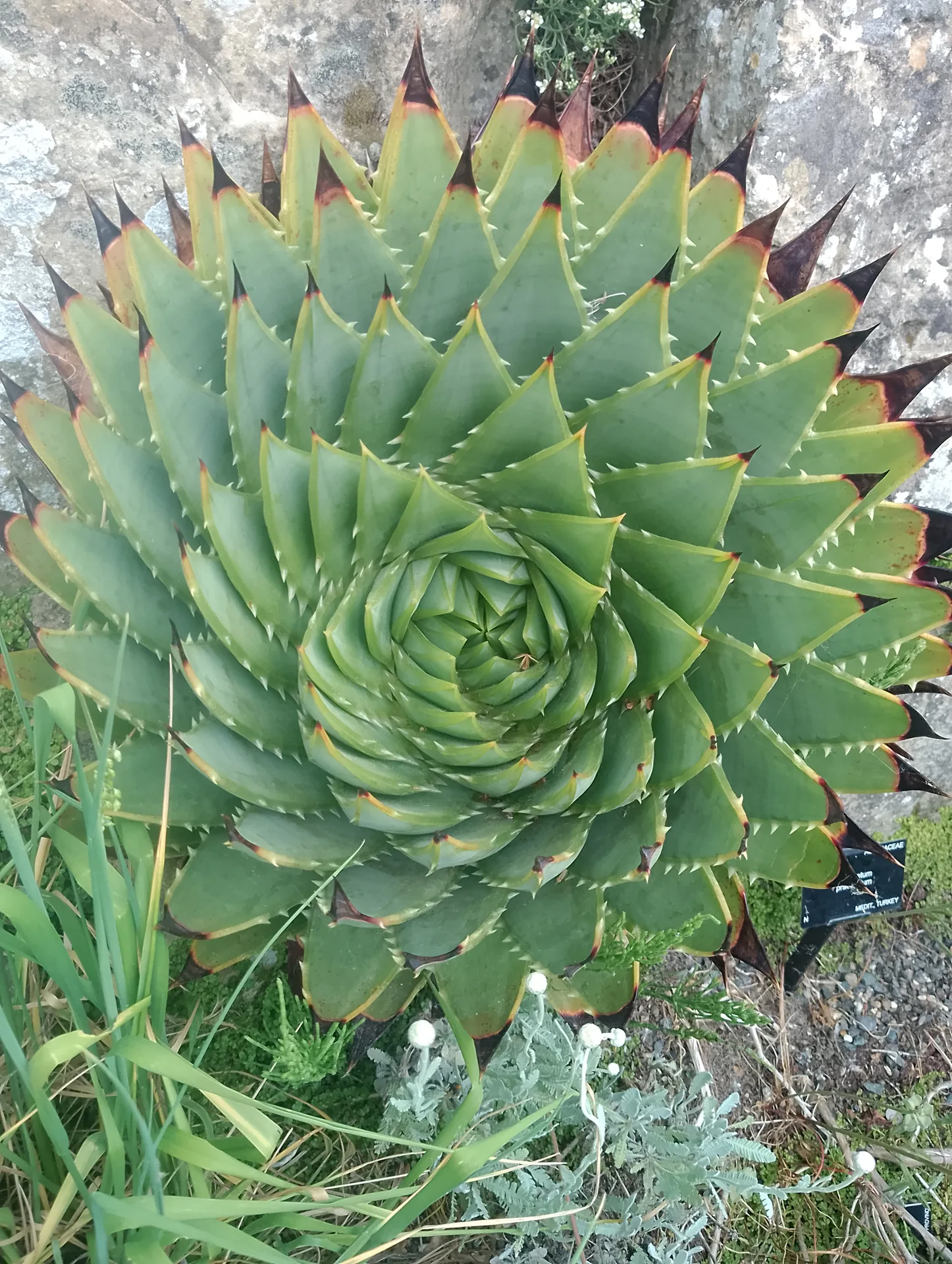 Alpine display detail