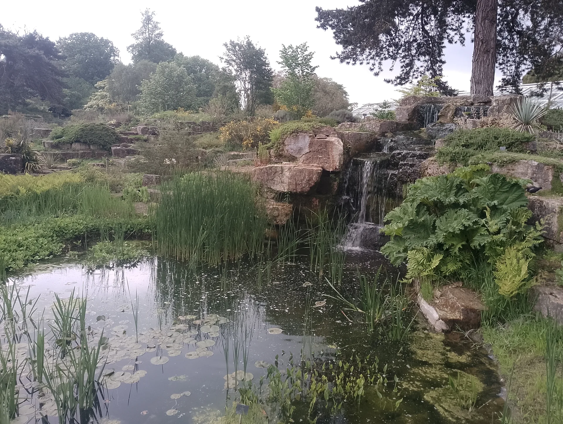 Alpine plants