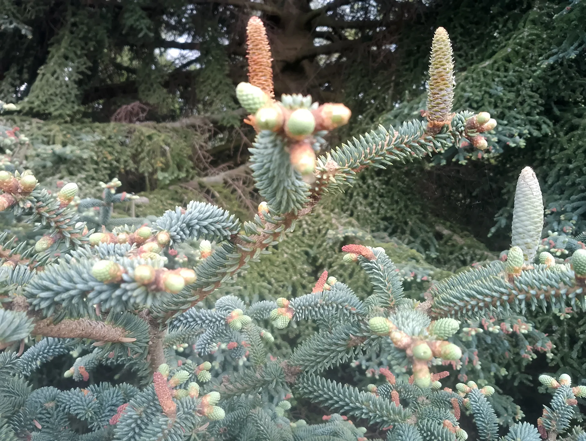 Conifer close-up