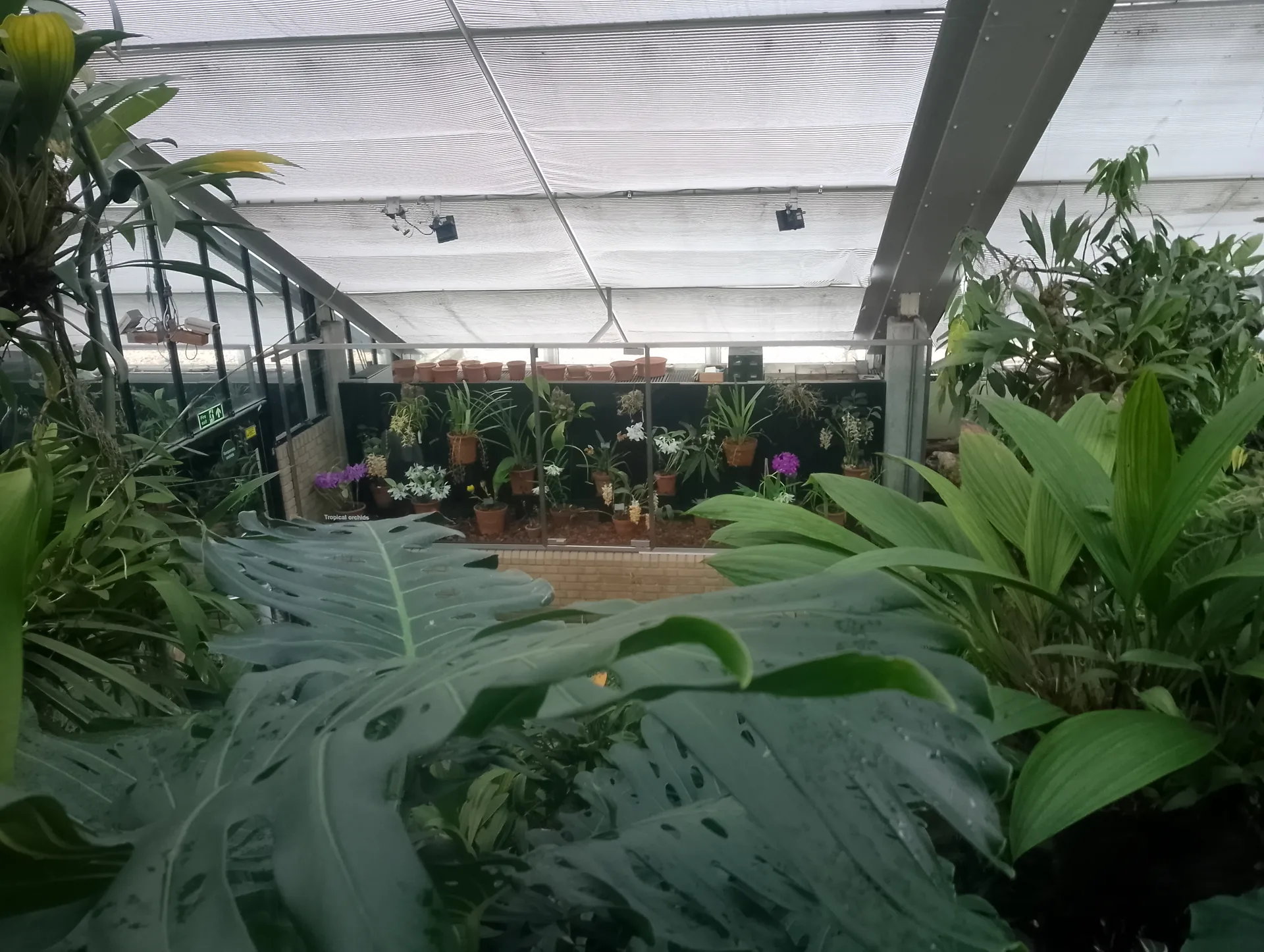 Herbaceous display