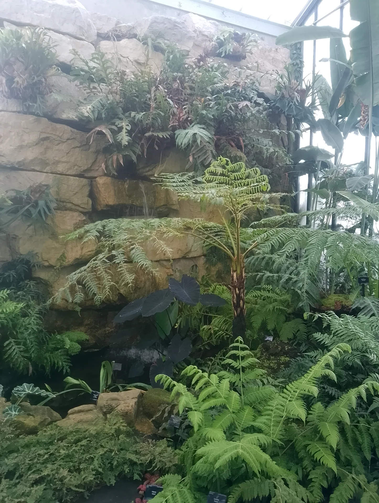 Orchids