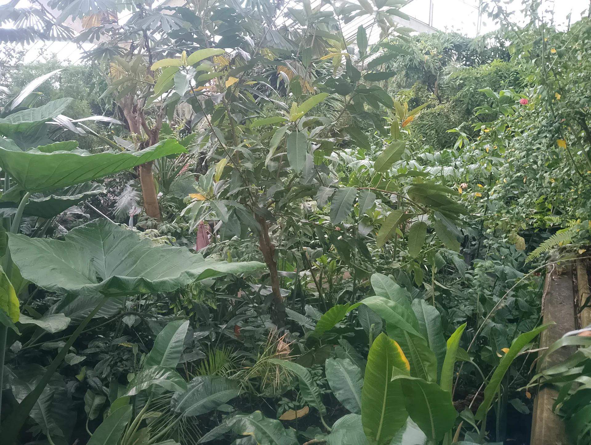 Jungle plants