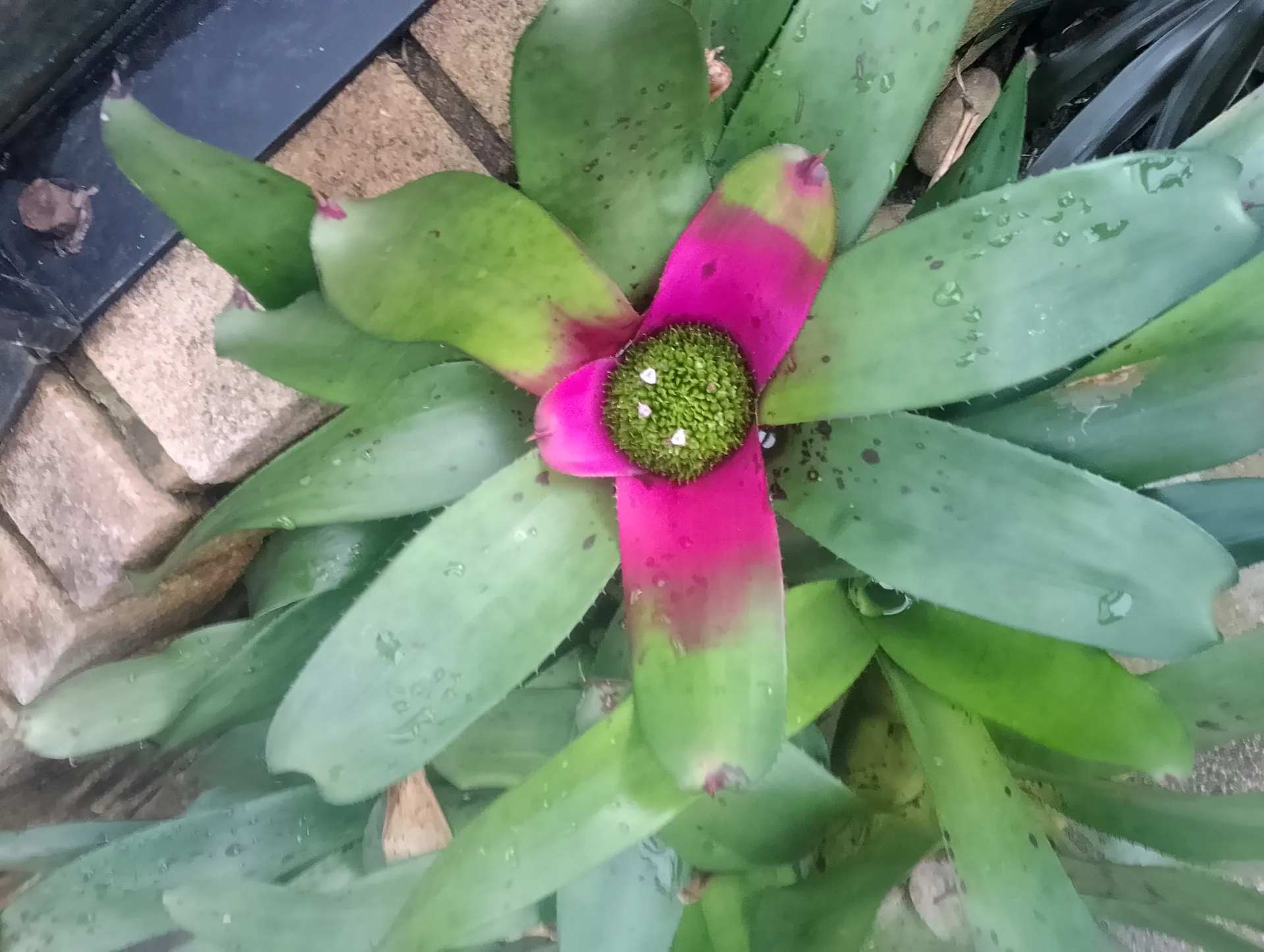 Tropical display