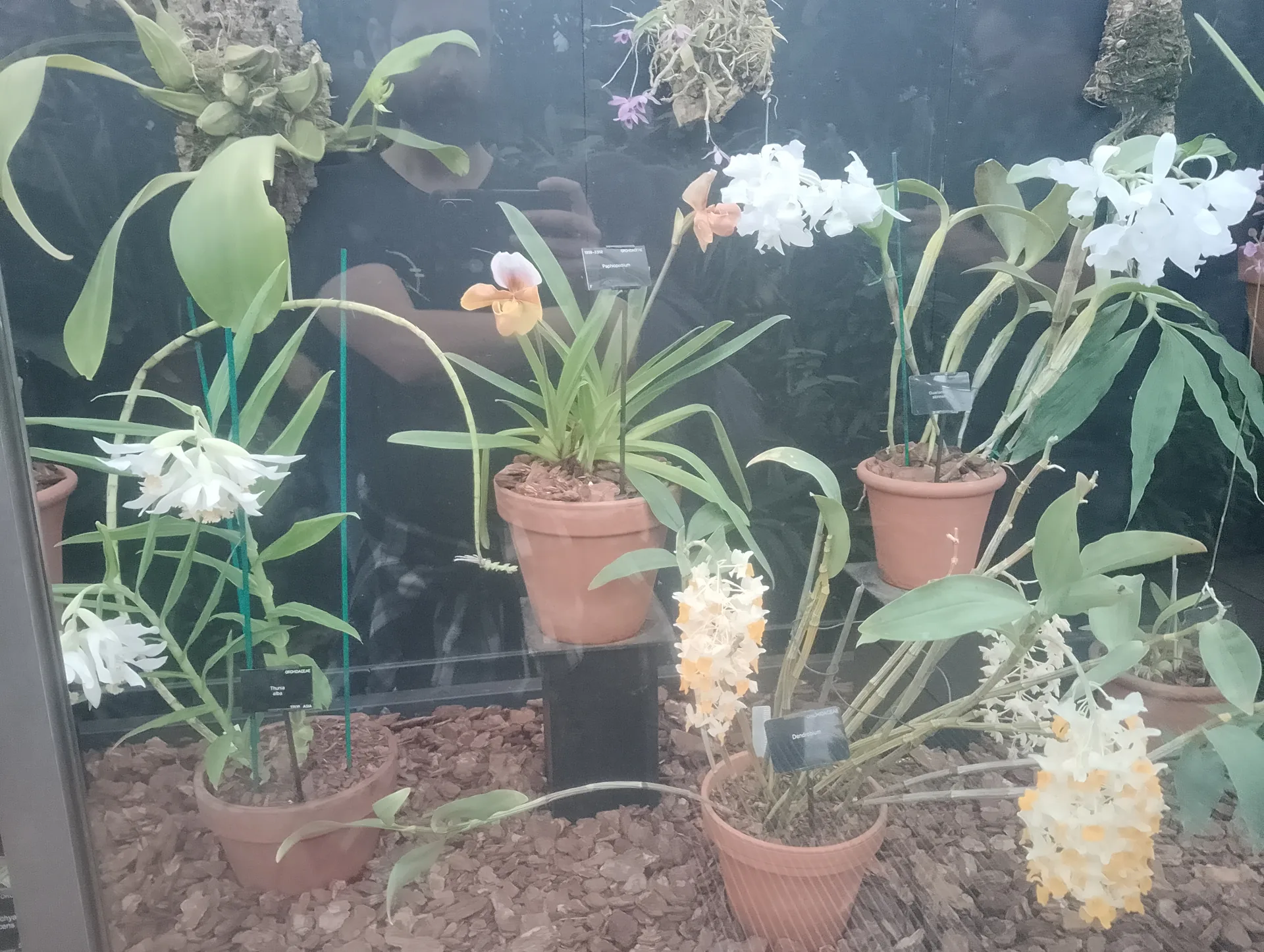 Orchid variety