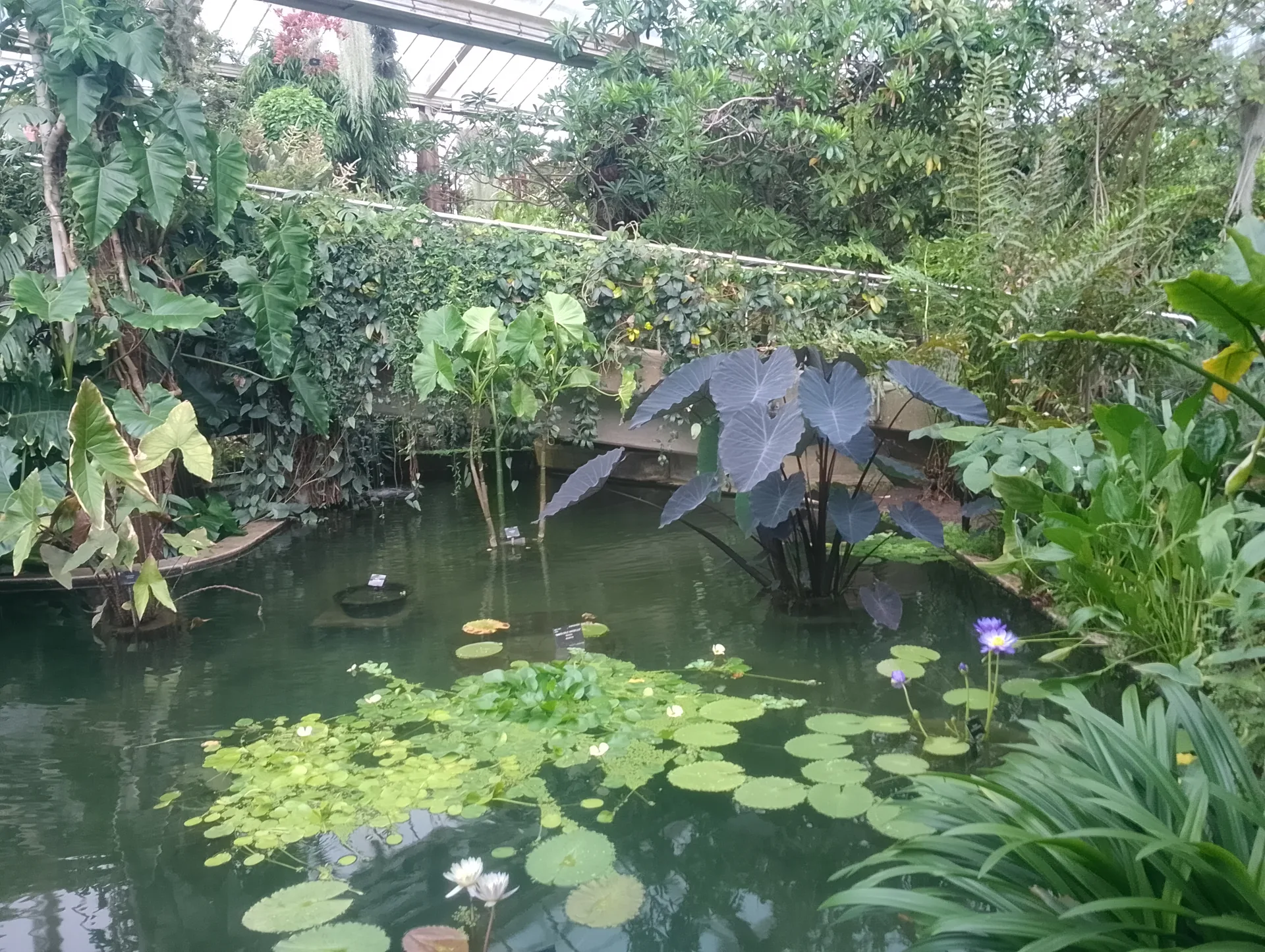 Tropical plants