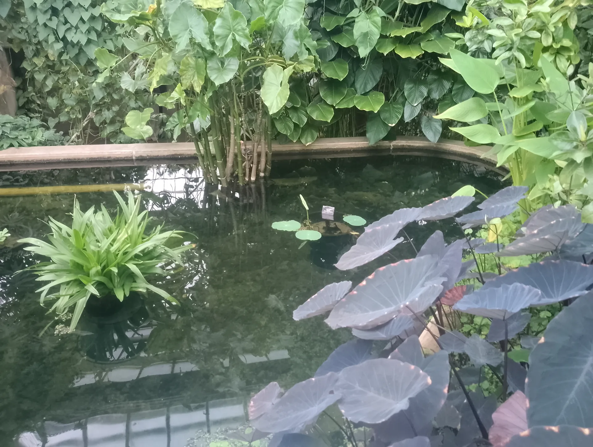 Plant display