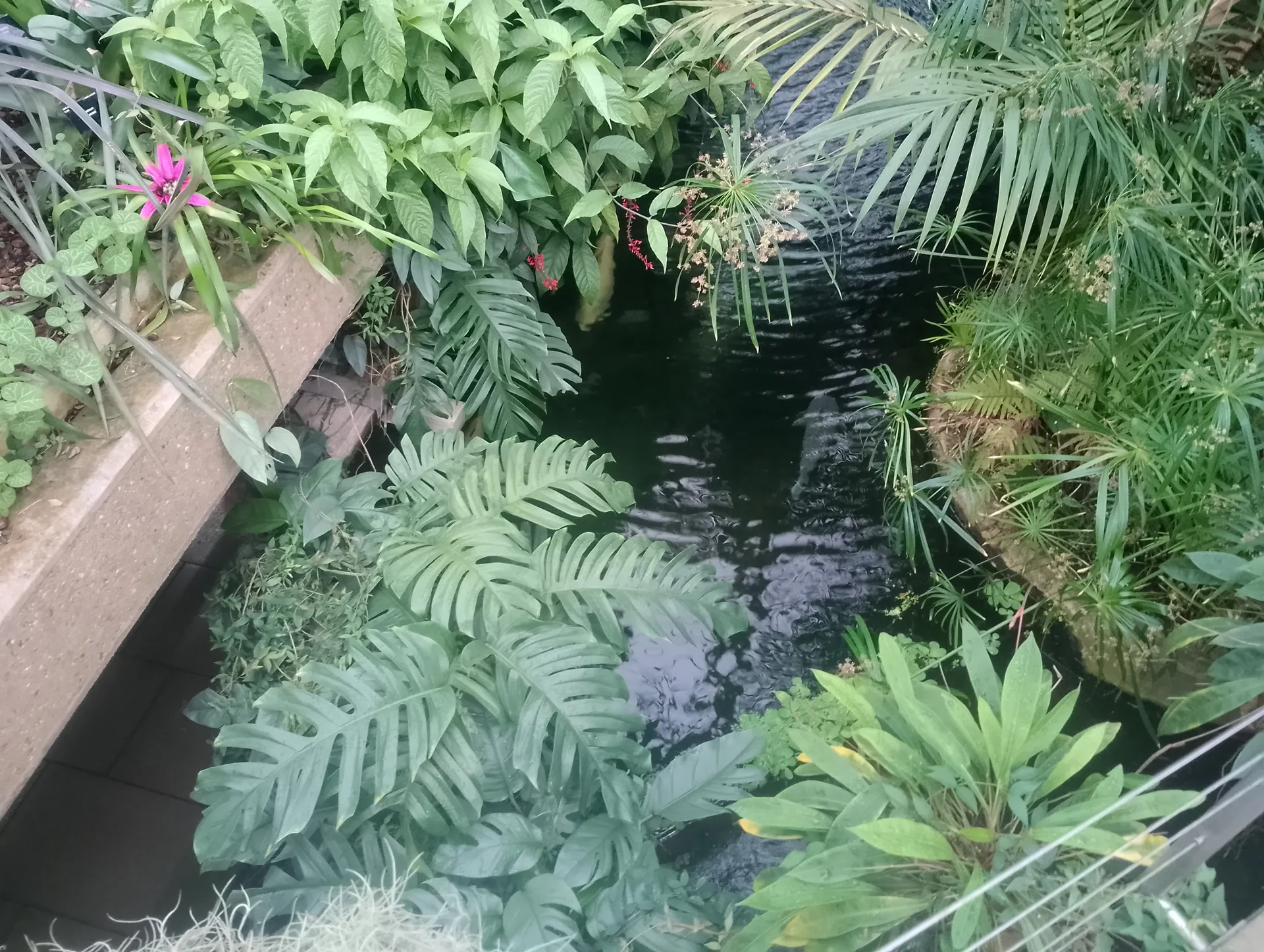 Tropical foliage