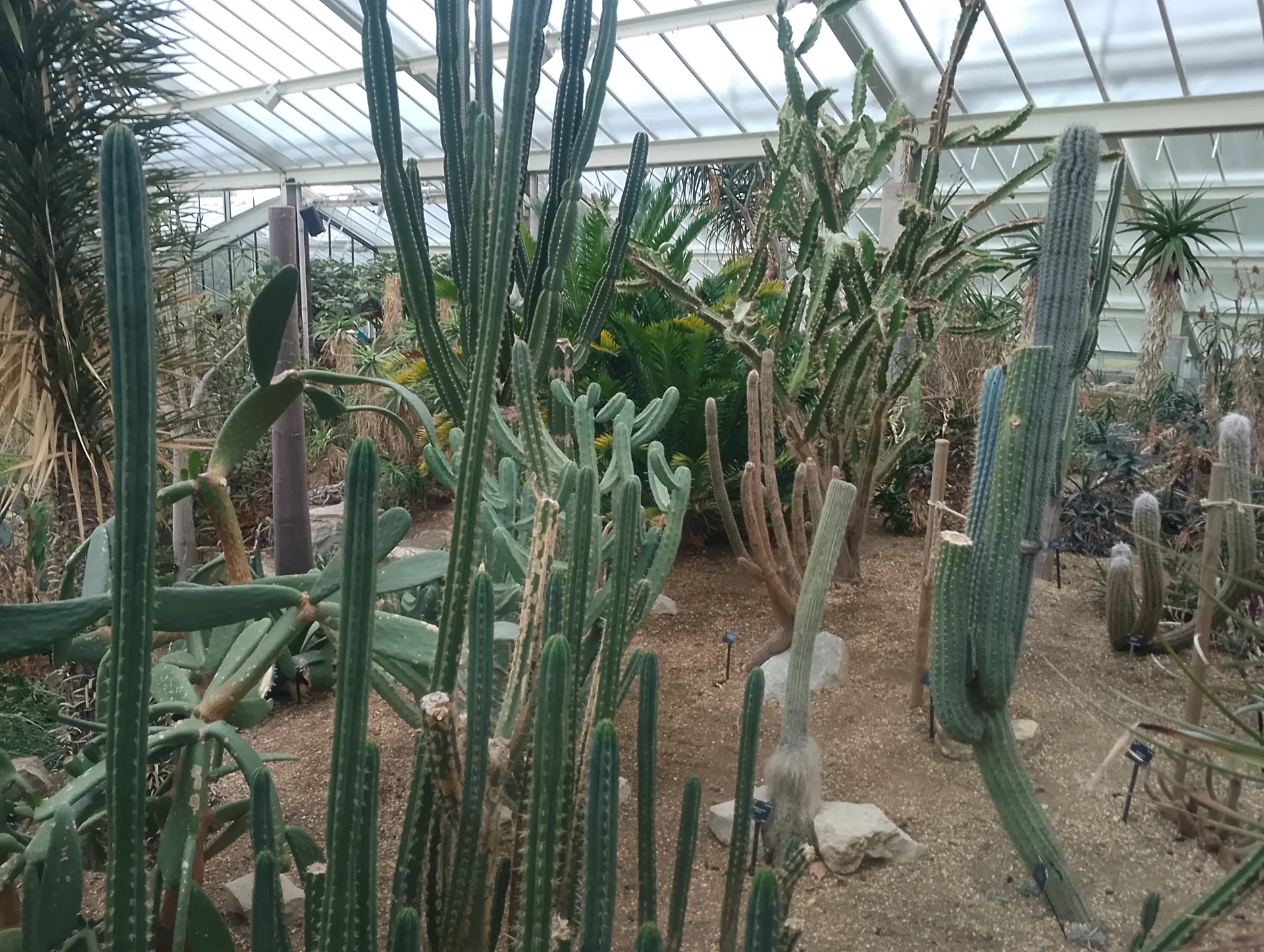 Cacti section
