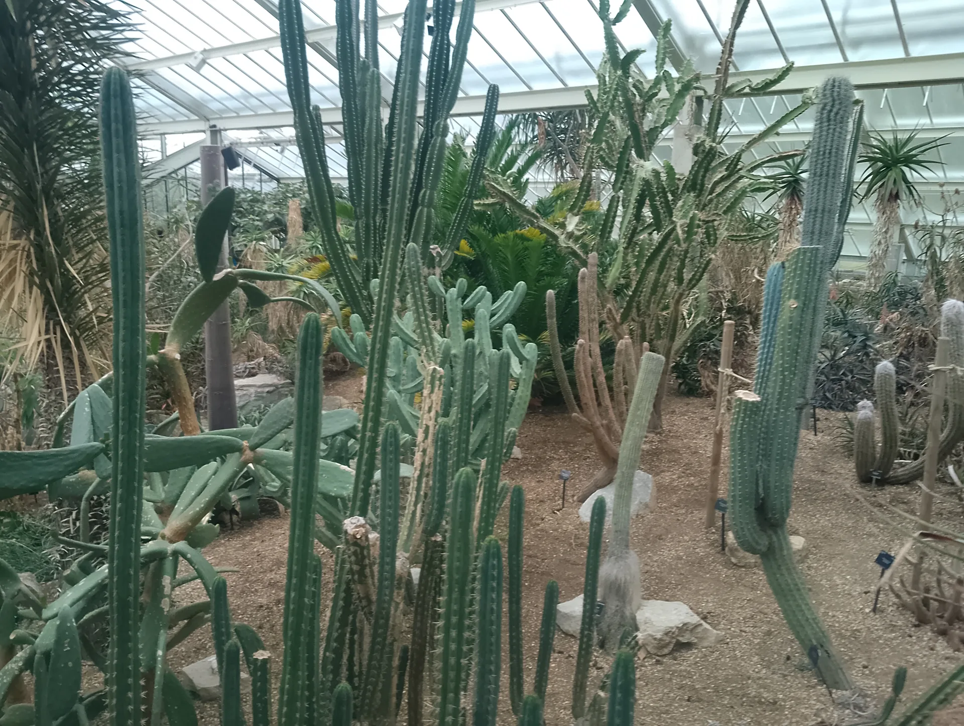Desert plants