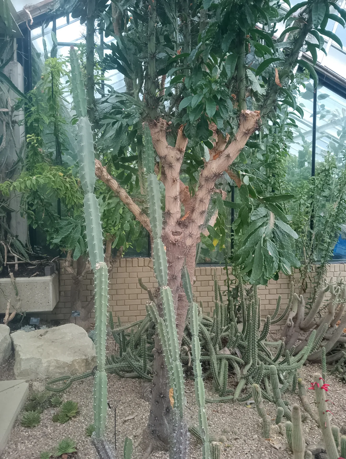 Cactus close-up