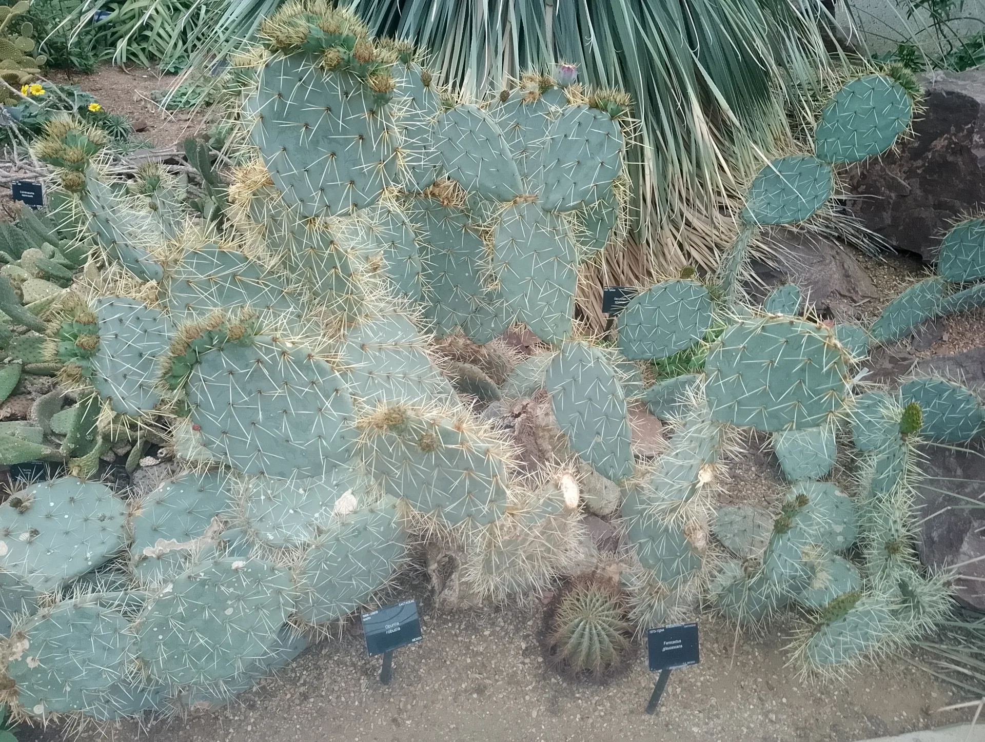 Prickly pear cacti