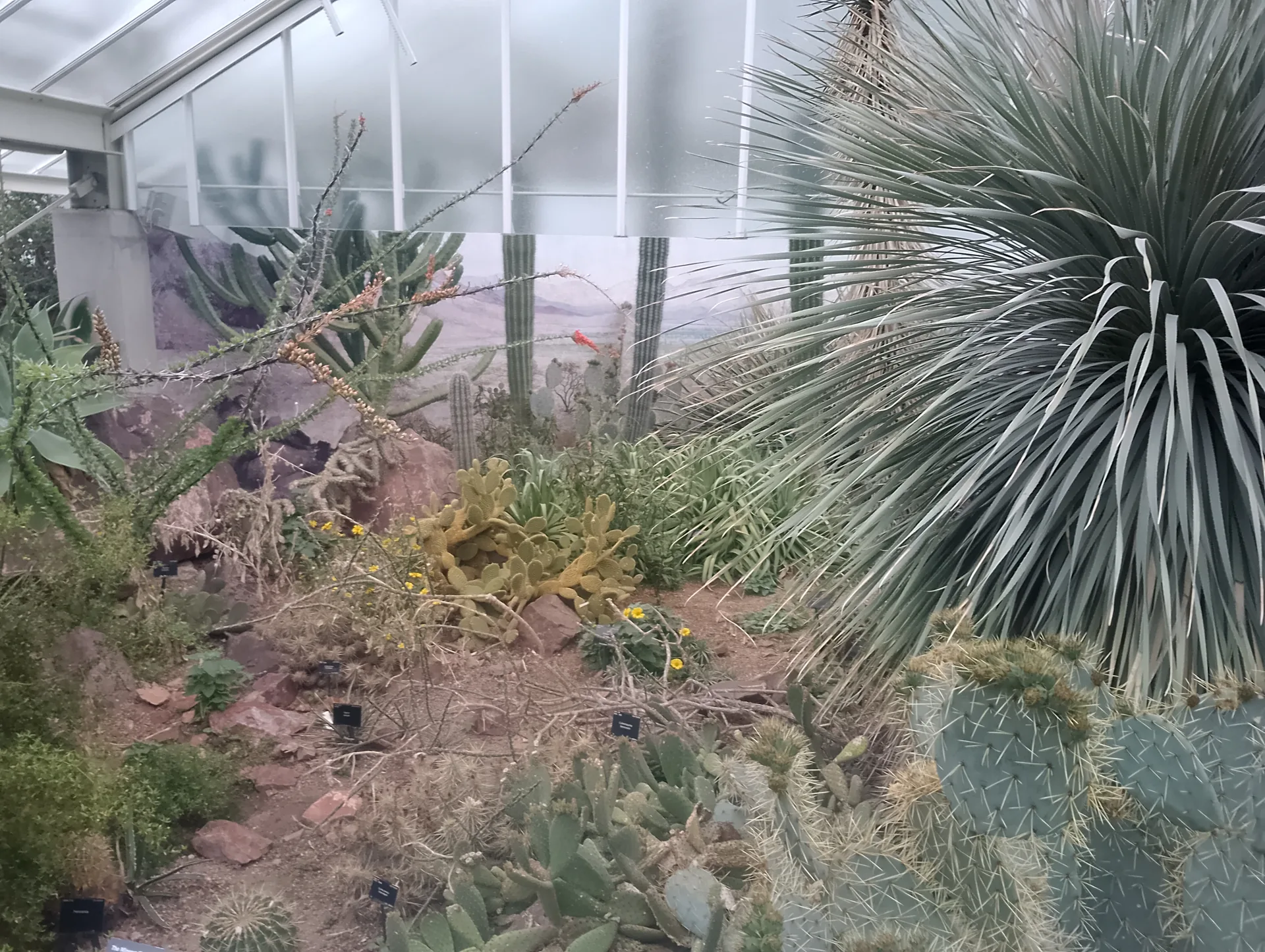 Desert display