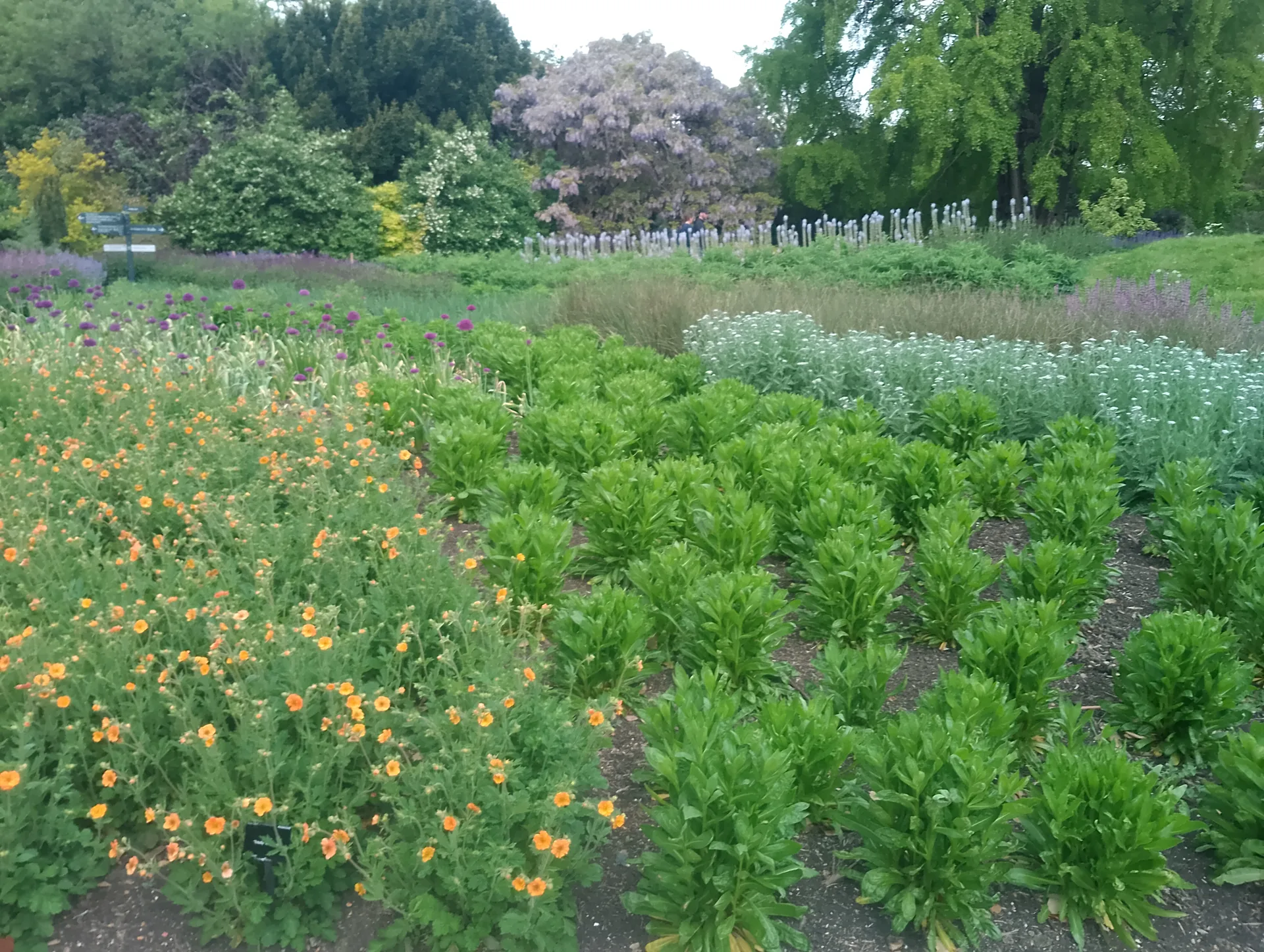 Garden blooms near Carbon Garden