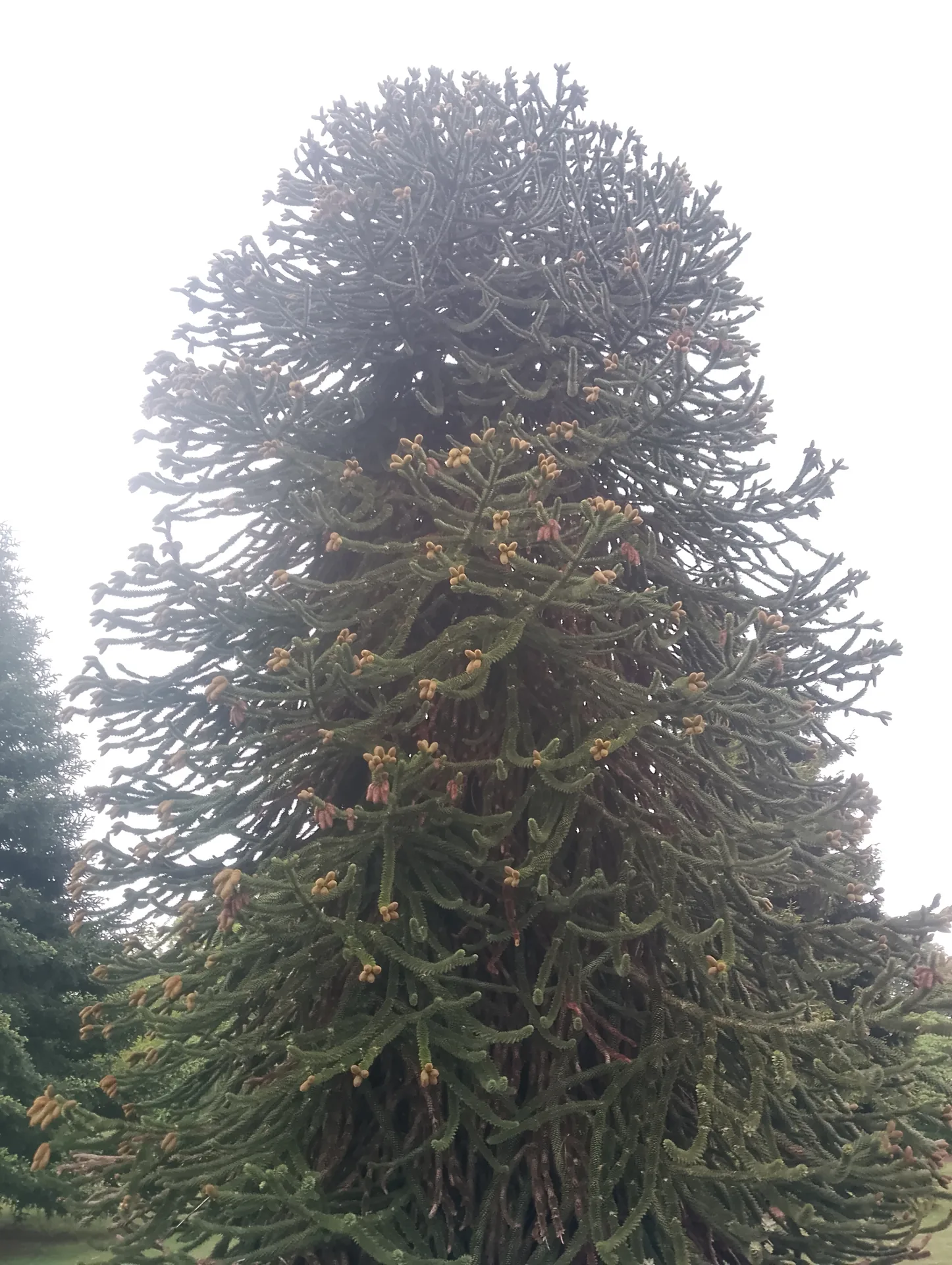 Monkey puzzle tree