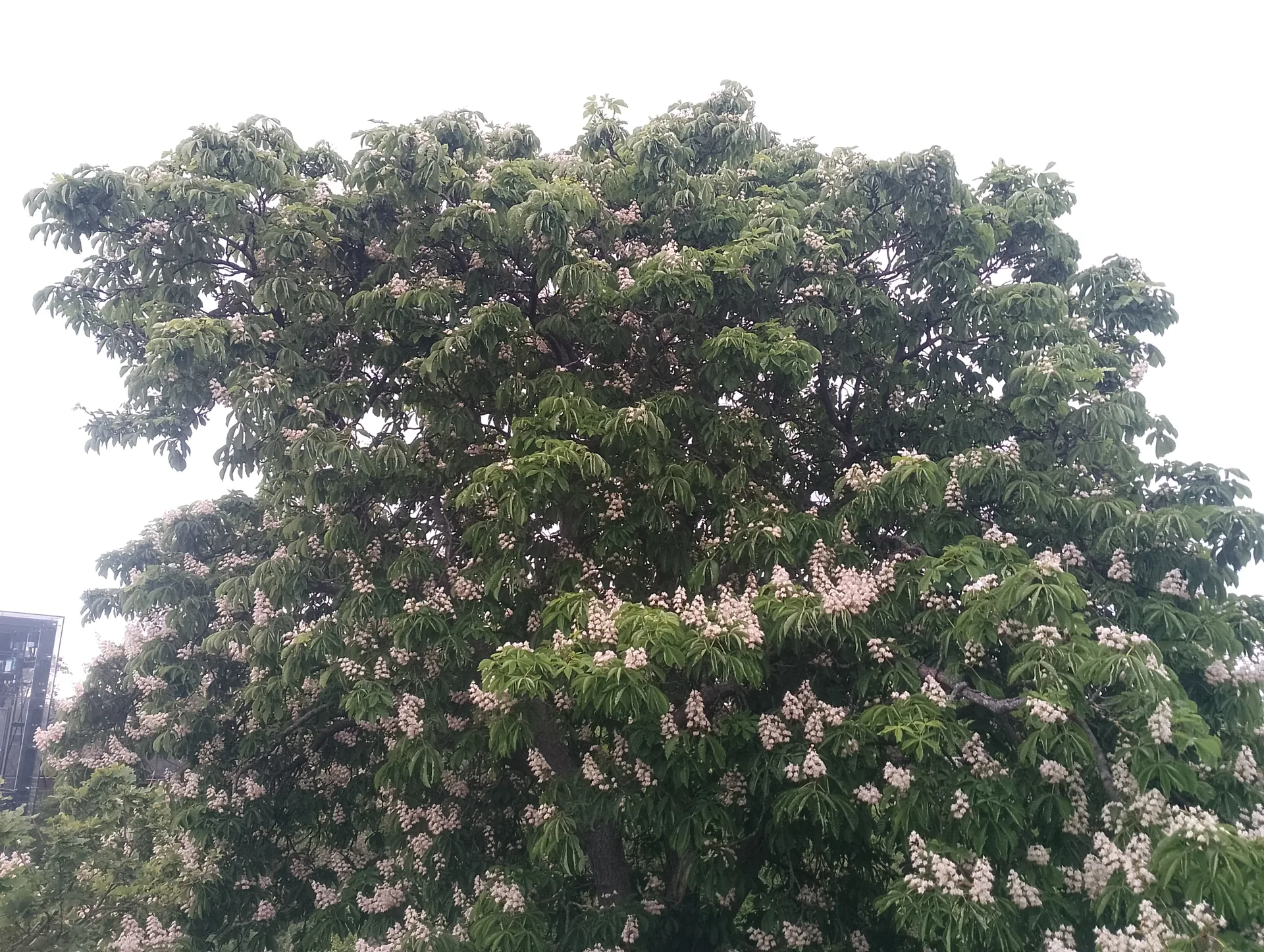 Thorn Avenue trees