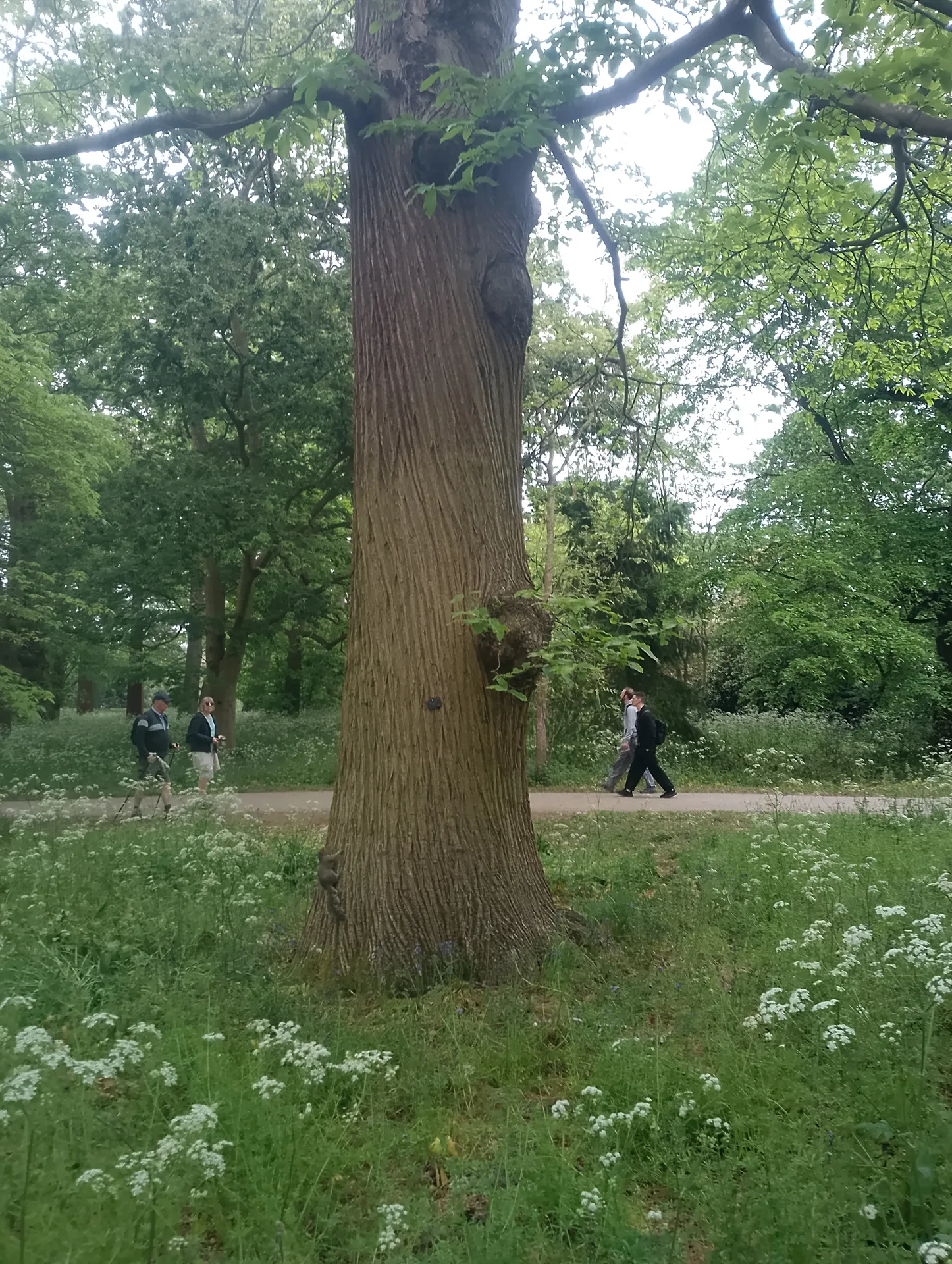 Ancient tree on Thorn Avenue
